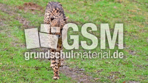 Gepard (7).jpg